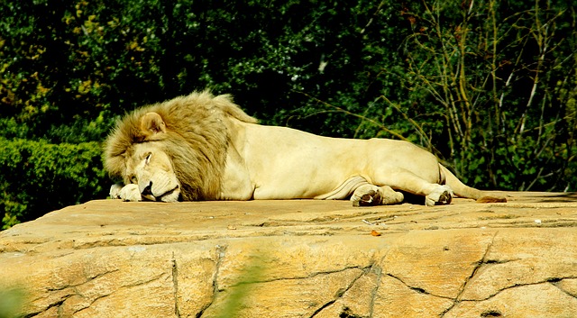 lion, sleep, dangerous