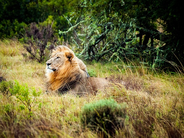 lion, south africa, safari
